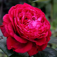 Саженцы Роза флорибунда Четырех Ветров