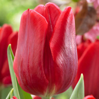 Луковицы Тюльпан Руби Принц (в упаковке - 3шт.)