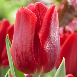 Тюльпан Руби Принц (в упаковке - 3шт.)