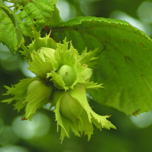 Саженцы Фундук Кубань