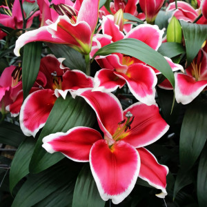  Лилия ОТ гибрид Anzio (Анзио)