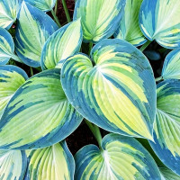 Саженцы Хоста гибридная June (Джун) M