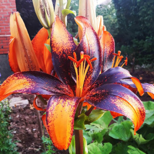  Лилия азиатская Paris Heart (Париж Харт)