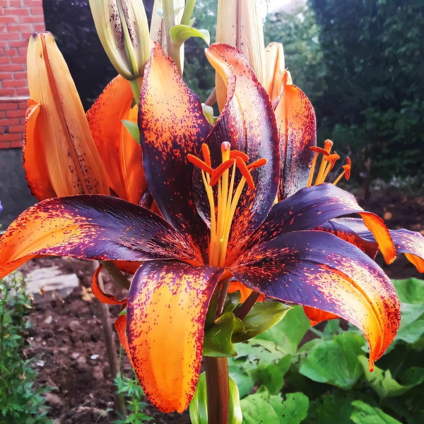 Луковицы  Лилия азиатская Paris Heart (Париж Харт) (3шт.)