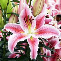 Луковицы  Лилия восточная Rapid Romance (Рапид Романс) (3шт.)