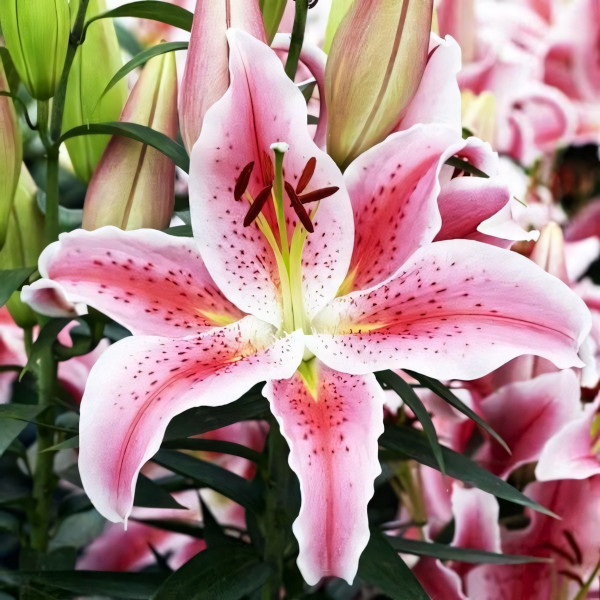 Луковицы  Лилия восточная Rapid Romance (Рапид Романс) (3шт.)