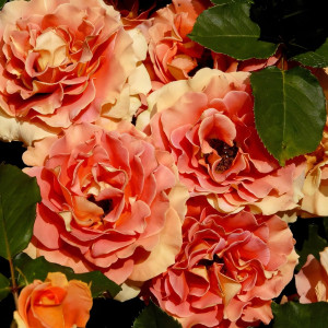 Саженцы Роза флорибунда Сунита