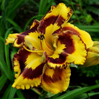 Саженцы Лилейник New Paradigm (Нью Парадигм)