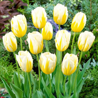 Луковицы Тюльпан Триумф Флэминг Кокет (в упаковке - 3шт.)