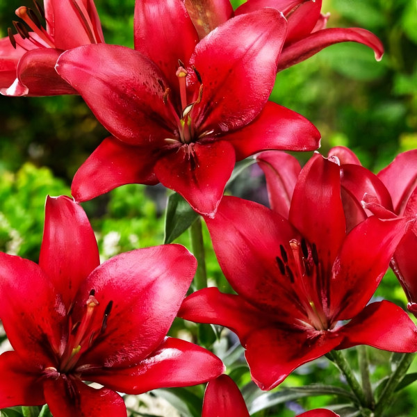 Луковицы  Лилия азиатская Red County (Рэд Каунти) (3шт.)