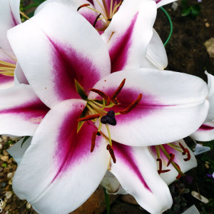  Лилия ОТ гибрид Gaucho (Гаучо)