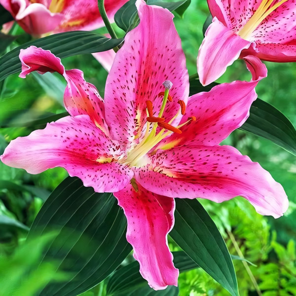 Луковицы  Лилия восточная Dуnamite (Динамит) (3шт.)