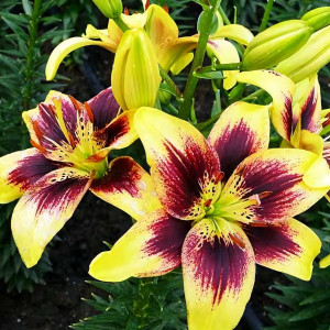  Лилия тигровая Pieton (Пайтон)