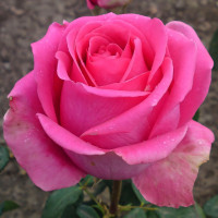 Саженцы Роза чайно-гибридная Шокинг Версилия