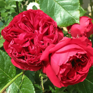 Саженцы Роза парковая Ред Эден Роуз