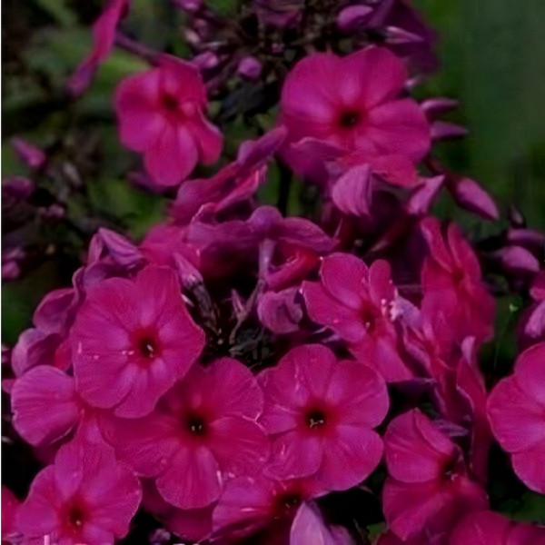 Саженцы Флокс Younigue Old Purple (Юник Олд Пёпл)