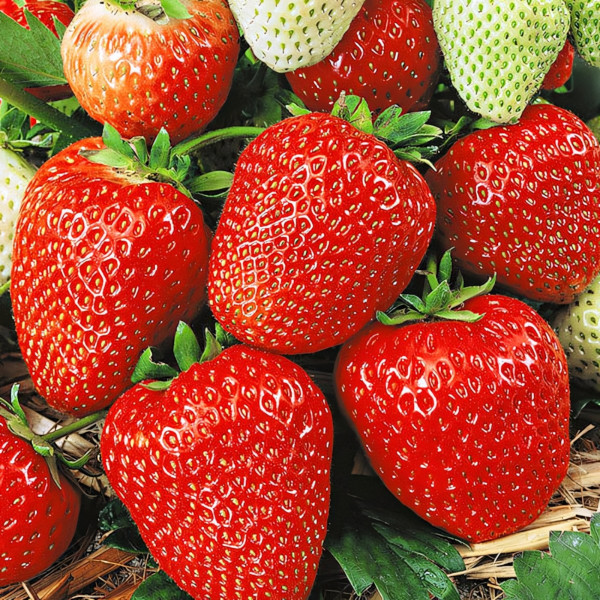 Клубника (крупноплодная) Кокинская ранняя 5 шт. в упаковке