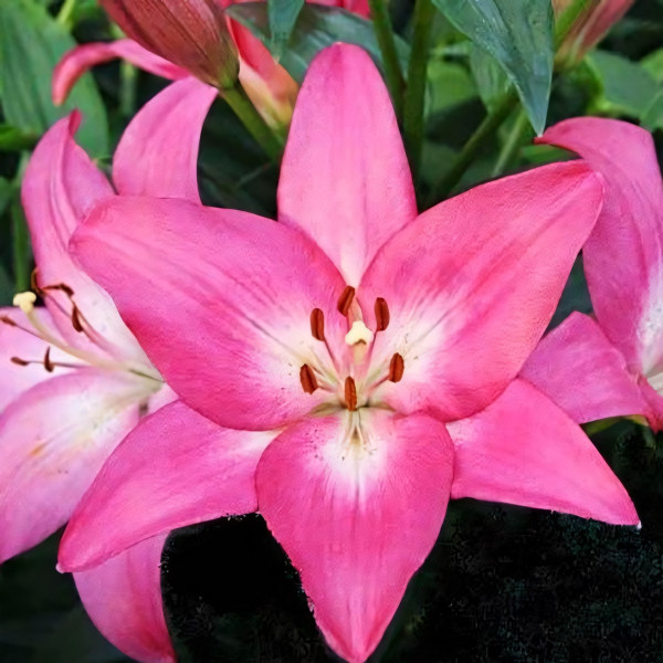 Луковицы  Лилия ЛА гибрид Arbatax (Арбатакс) (3шт.)