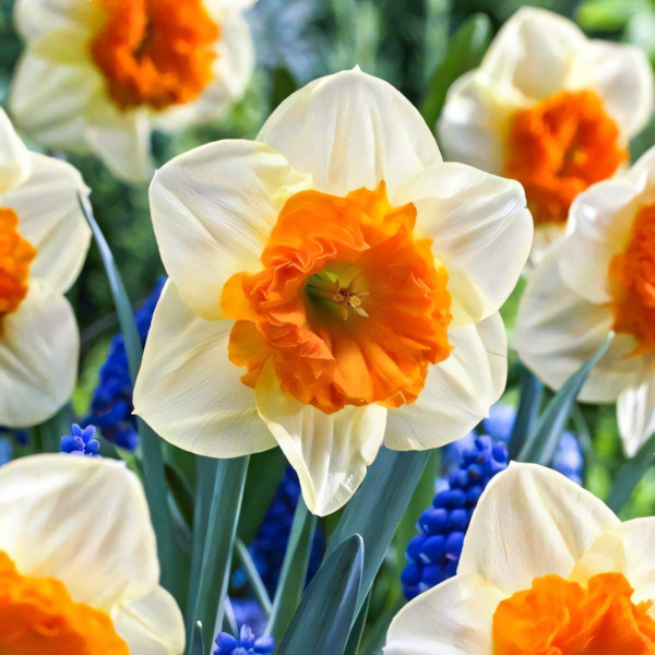 Луковицы Нарцисс крупнокорончатый Балли (в упаковке - 3шт.)