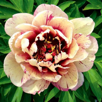 Саженцы Пион All that Jazz (Олл зет Джаз)