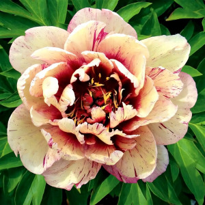 Саженцы Пион All that Jazz (Олл зет Джаз)