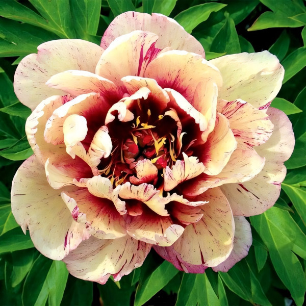 Саженцы Пион All that Jazz (Олл зет Джаз)