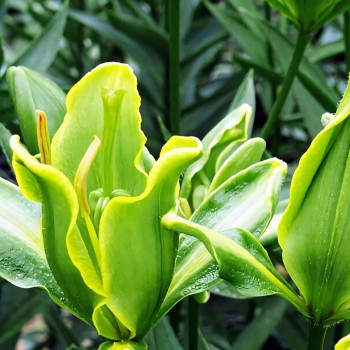  Лилия азиатская Yellow Parrot (Йеллоу Пэррот)