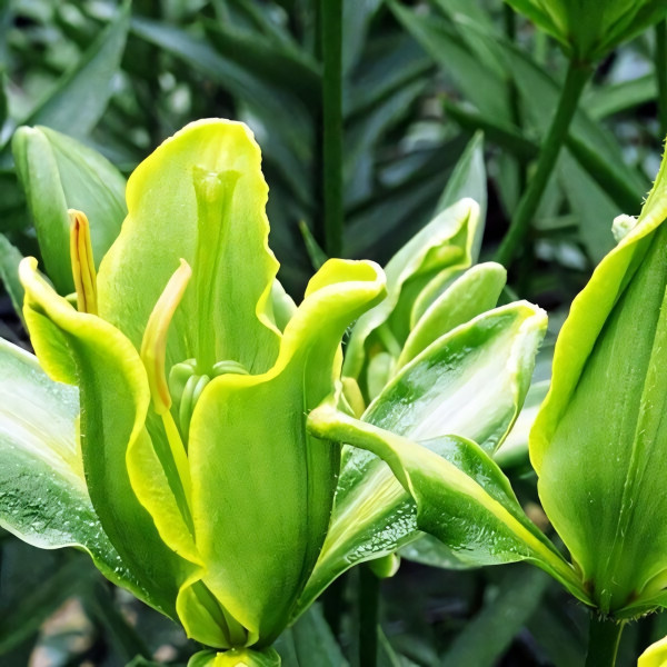 Луковицы  Лилия азиатская Yellow Parrot (Йеллоу Пэррот) (3шт.)