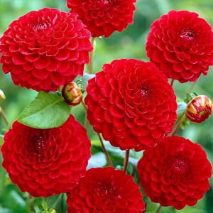 Саженцы Георгина помпонная Nescio (Несцио)