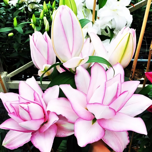 Луковицы  Лилия махровая восточная Roselily Anoushka (Розели Аннушка) (3шт.)