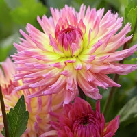 Саженцы Георгина кактусовая Karma Sangria (Карма Сангрия)