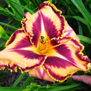 Саженцы Лилейник Spacecoast Gone Bulldoggin (Спэйскоат Гон Булдоггин)