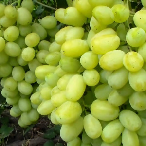 Саженцы Виноград Лора