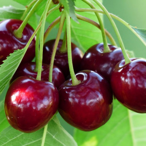 Саженцы Черешня Самба