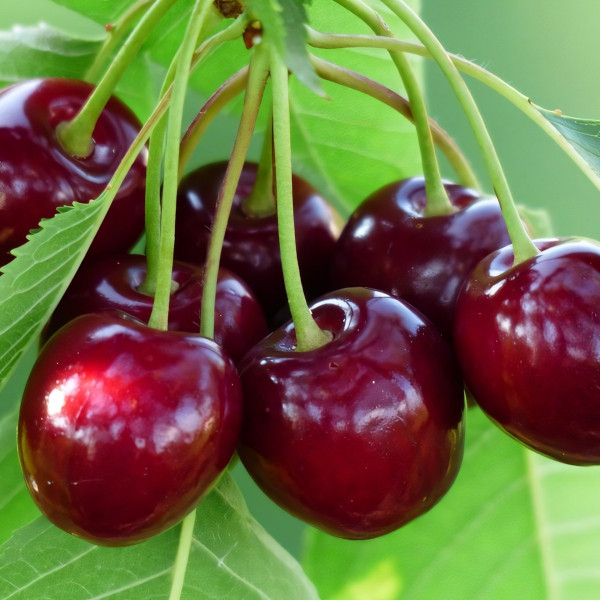 Саженцы Черешня Самба