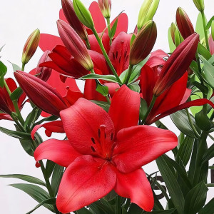  Лилия ЛА гибрид Аrmandale (Армандейл)