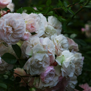 Саженцы Роза спрей Эвлалия Бередж