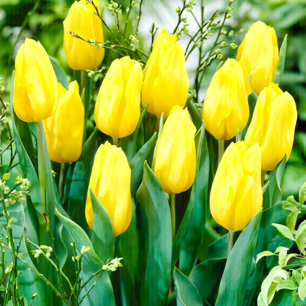 Луковицы Тюльпан Дарвина Голден Оксфорд (в упаковке - 3шт.)