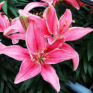  Лилия азиатская Pippa's Joy (Пиппаз Джой)