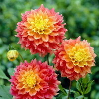 Саженцы Георгина декоративная Sunset Tropical (Сансет Тропикал)