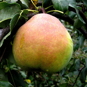 Саженцы Груша Банкетная