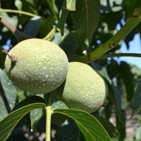 Саженцы Орех грецкий Великан