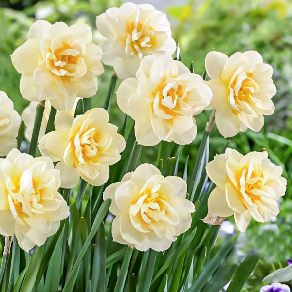 Луковицы Нарцисс махровый Мэнли (в упаковке - 3шт.)