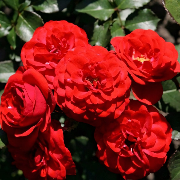 Саженцы Роза флорибунда Кордула