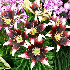  Лилия азиатская Natty's Pride (Нэттиз Прайд)