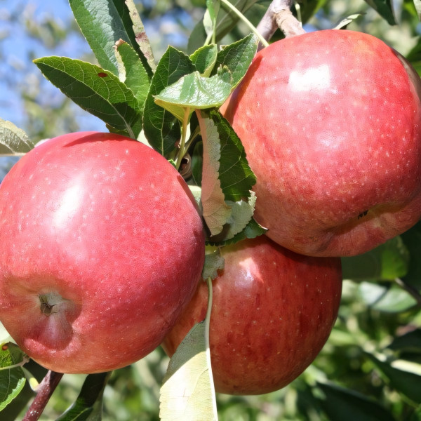 Саженцы Яблоня Бребурн