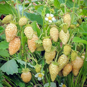 Клубника  Желтое чудо 1 шт.