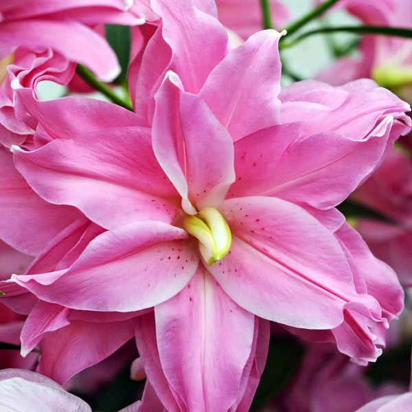 Луковицы  Лилия восточная Lotus Joy (Лотус Джой) (3шт.)