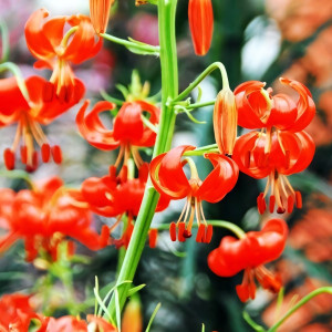  Лилия Pumilum (Пумилум)