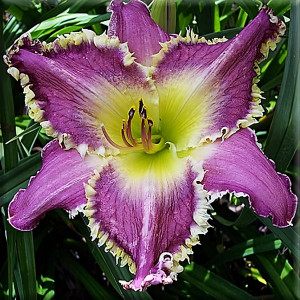 Саженцы Лилейник Drink The Light (Дринк Зе Лайт)